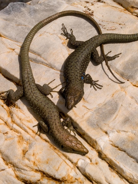 hellenolacerta greaca, griekse rotshagedis, lacterta greaca in griekenland