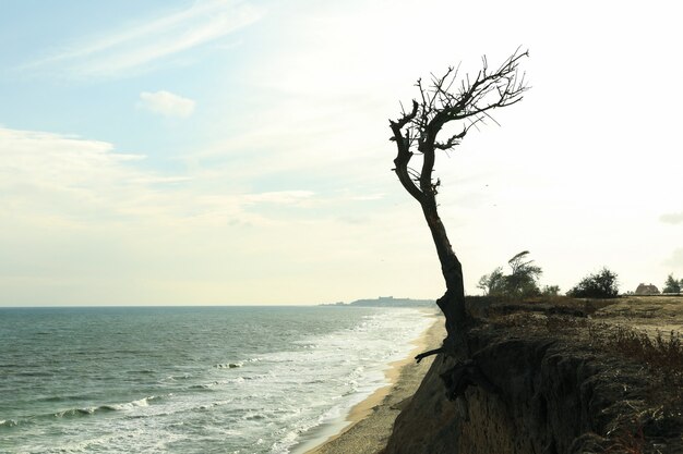 Helling met eenzame boom op zee strand