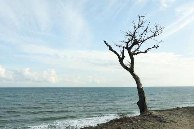 Helling met eenzame boom op zee strand