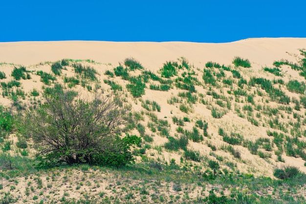 Helling van een zandduin met planten die in de lente bloeien Sarykum-duin in Dagestan