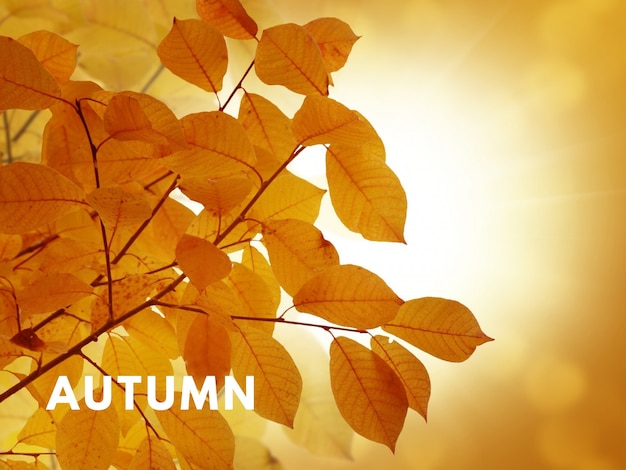 Hello autumn Wecome Autumn