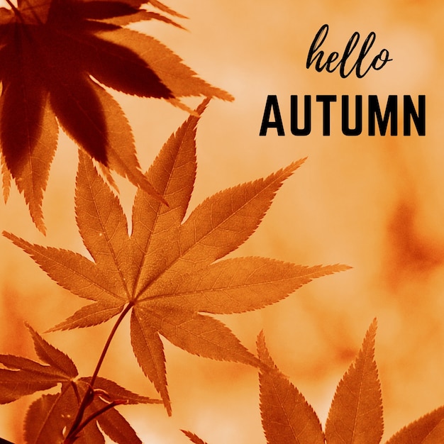 Hello Autumn