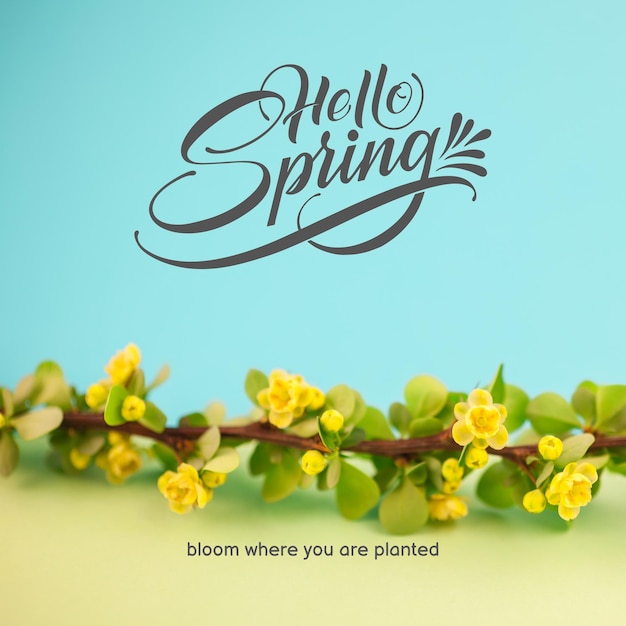 Hello Spring 19