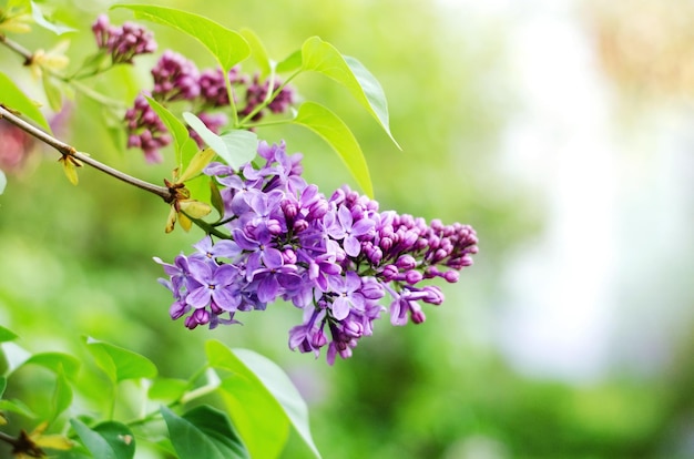 こんにちは春のライラックの枝と緑の選択的な焦点を背景に花