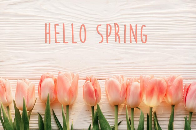 사진 hello spring text는 흰색 전원풍의 나무 배경에 있는 아름다운 분홍색 튤립에 문자 인사말 카드 개념을 위한 공간이 있는 부드러운 아침 햇빛에 꽃을 배치합니다.