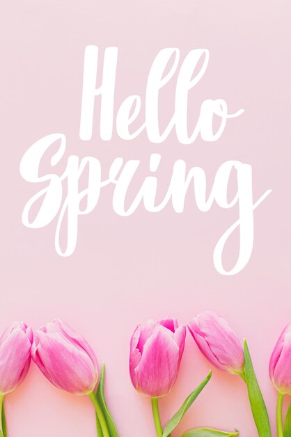 Hello Spring text on tulips flat lay on pink background Stylish greeting card Handwritten lettering hello spring Springtime