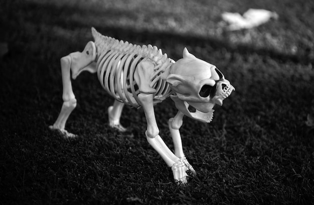 Foto decorazioni helloween: scheletro di halloween di cane spaventoso