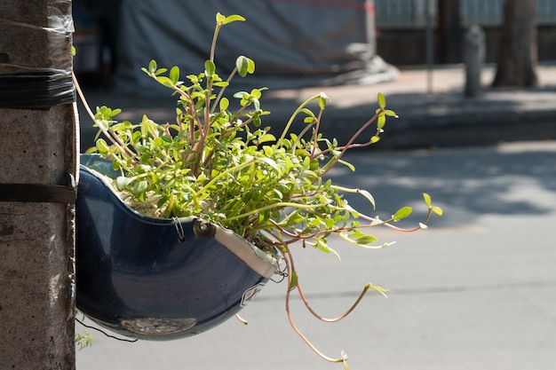 植物の花鉢としてリサイクルするヘルメット