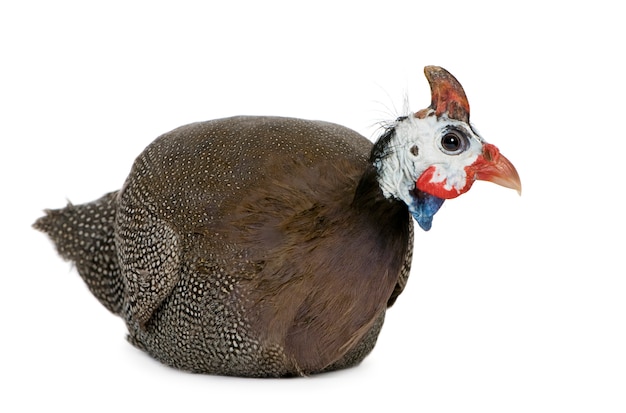 Helmeted guinea fowl - Numida meleagris isolated