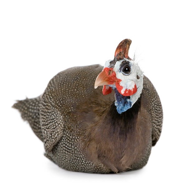 Helmeted guinea fowl - Numida meleagris isolated