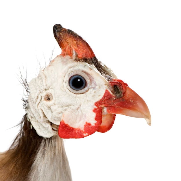 Helmeted guinea fowl - Numida meleagris isolated