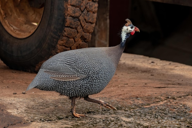 Helmeted Guineafowl Bird of the Species Numida meleagris