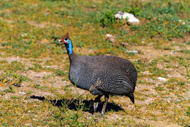 草の中のホロホロチョウ。セレンゲティ、タンザニア