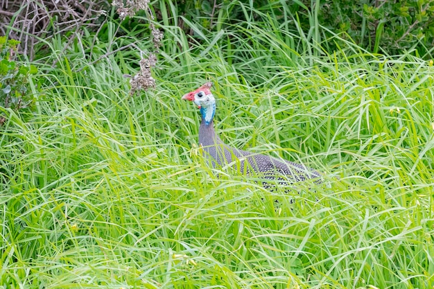 Faraona con elmo (numida meleagris) kruger, repubblica del sud africa