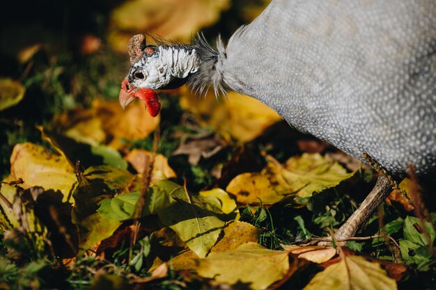 Helmeted guineafowl Numida meleagris reichnowi foraging for food