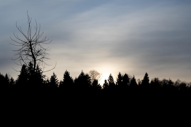 Hemel bij zonsondergang en schaduw van bomen