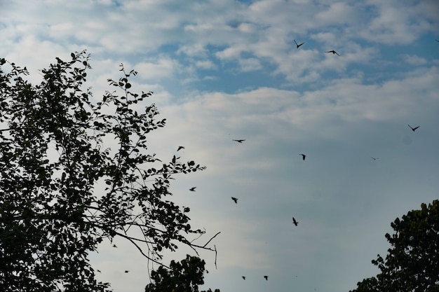 Hemel met vogels achtergrond hd