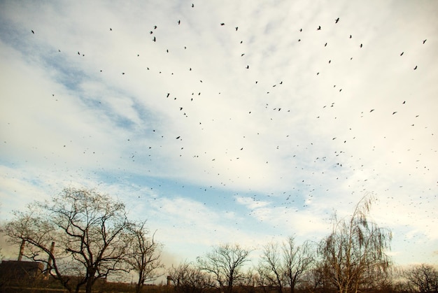 Hemel vol vogels