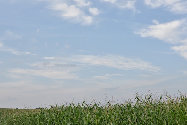 Hemelsblauwe wolk, klimaat, weerdag, blauwe lucht en groen maïsveld.