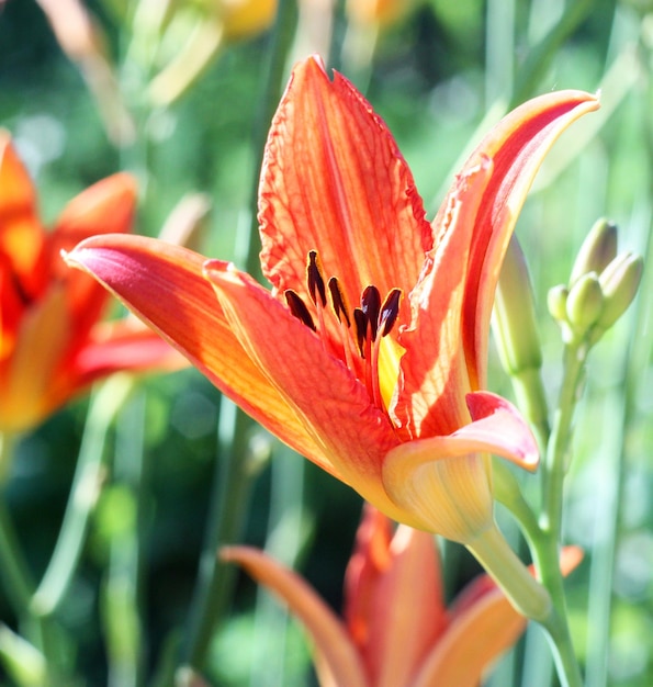 ヘメロカリの花