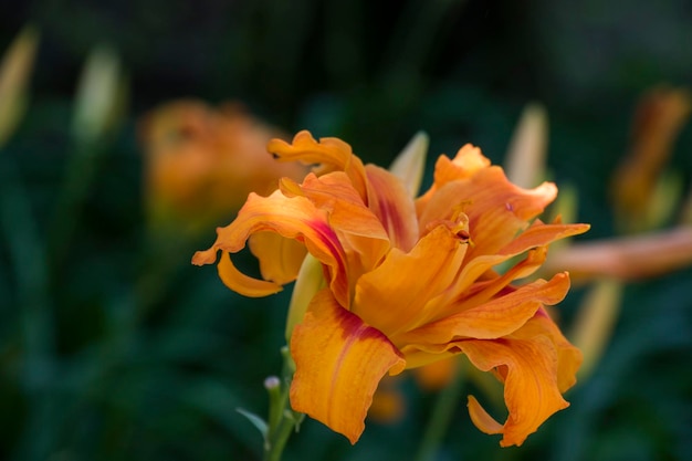 Hemerocallis Fulva Xanthorrhoeaea bloem close-up