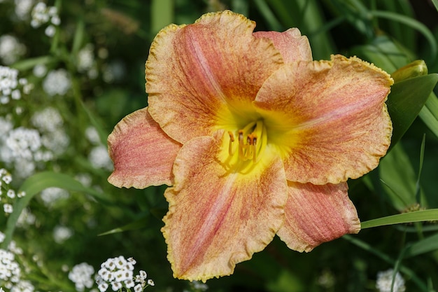 ヘメロカリス ハッピー フーリガン庭の美しい花
