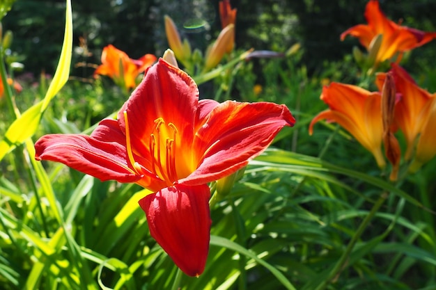 Hemerocallis hybrid Anzac is a genus of plants of the Lilaynikov family Asphodelaceae Beautiful red lily flowers with six petals Long thin green leaves Flowering and crop production as a hobby