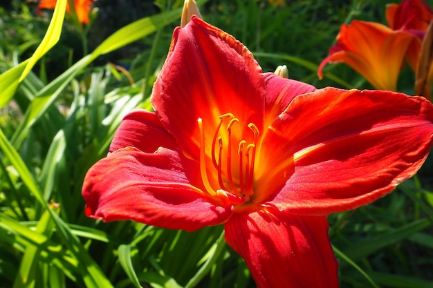 Hemerocallis hybride Anzac is een geslacht van planten van de Lilaynikov-familie Asphodelaceae.