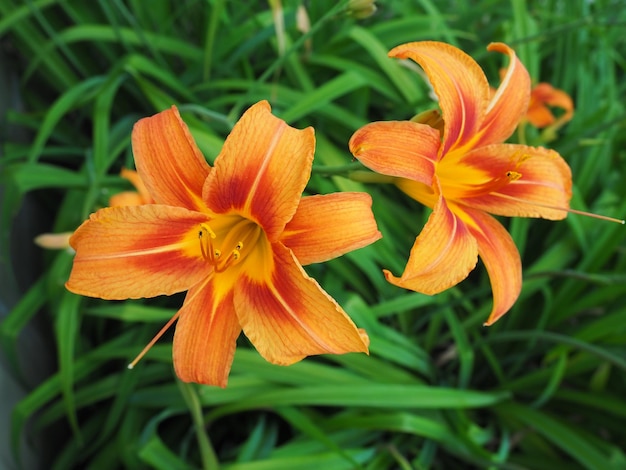 Hemerocallis lilenik은 Lilaynikov 가족 식물의 속입니다. Asphodelaceae 여섯 개의 꽃잎을 가진 아름다운 오렌지 백합 꽃 길고 얇은 녹색 잎 취미로 개화 및 작물 생산