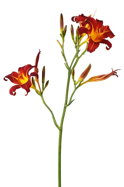 Hemerocallis, tuinbloem, geïsoleerd op wit oppervlak