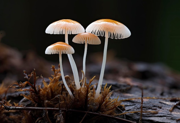 Hemimycena species mairei