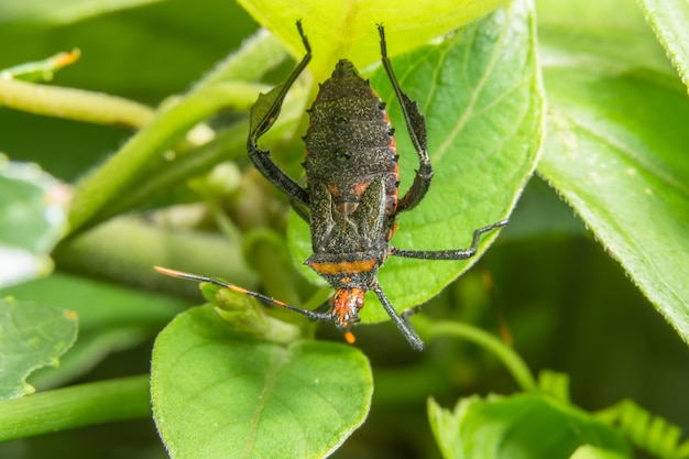 Hemiptera close-up photo on a branch