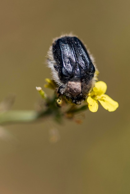 Hemipteros-insecten in hun natuurlijke omgeving macrofotografie