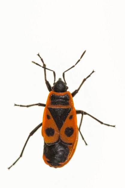 Hemipteros insects in their natural environment macro photography