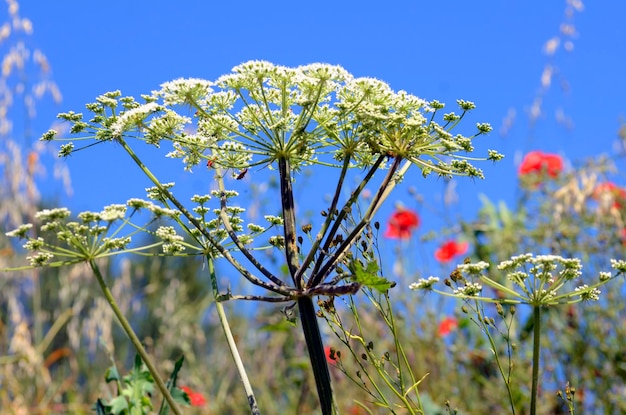 Hemlock bloemen Conium maculatum een giftige en medicinale plant