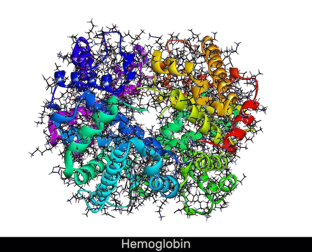 Hemoglobin haemoglobin Hb or Hgb molecule Molecular model 3D rendering Illustration