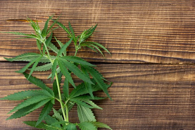 Hemp branches on a wooden table. Marijuana Bush on an old wooden background with a place under the inscription. Illicit drug