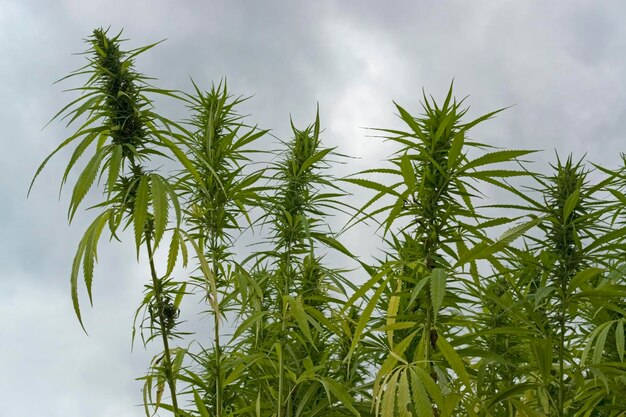 hemp field detail