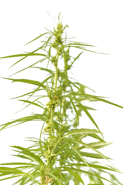 Hemp growing  isolated