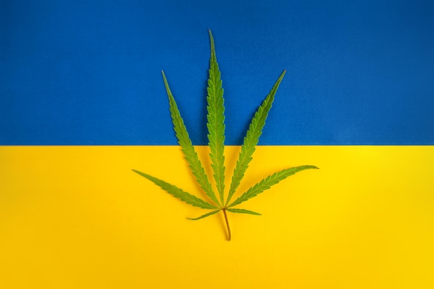 A hemp leaf on background of the ukrainian flag concept of legalization and changes in legislation regarding cultivation and use of marijuana in the country ukraine