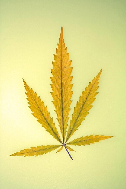 Hemp leaf on colored background