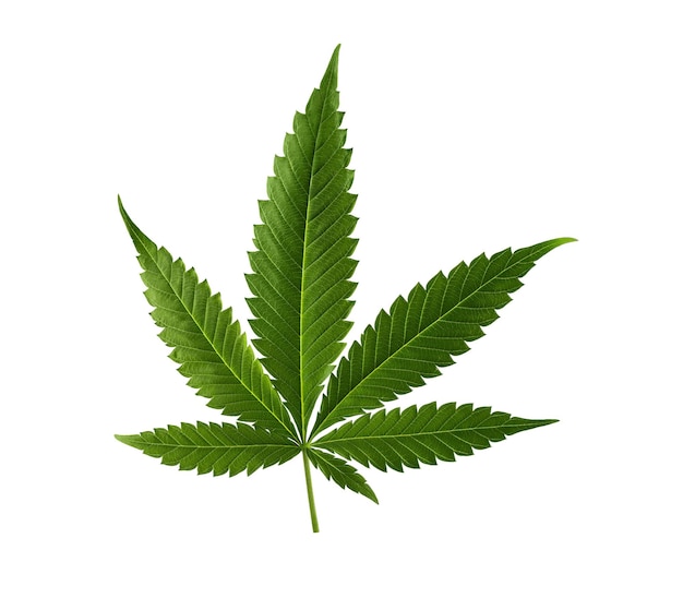 Photo hemp leaf isolated on white background marijuana cannabis leaf for design