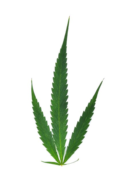 Hemp leaf on white background