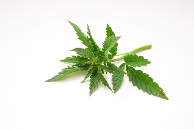 Hemp leaves on a white background.