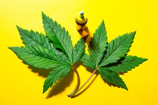 Foglie di canapa su sfondo giallo con una bolla di olio cosmetico. cannabis per la salute e la bellezza, superfood, cura della pelle, il potere della natura.