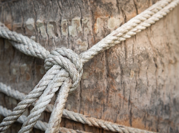 Hemp rope is tied in a knot to a large tree trunk