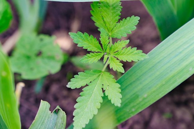 Germogli di canapa coltivazione illegale di cannabis