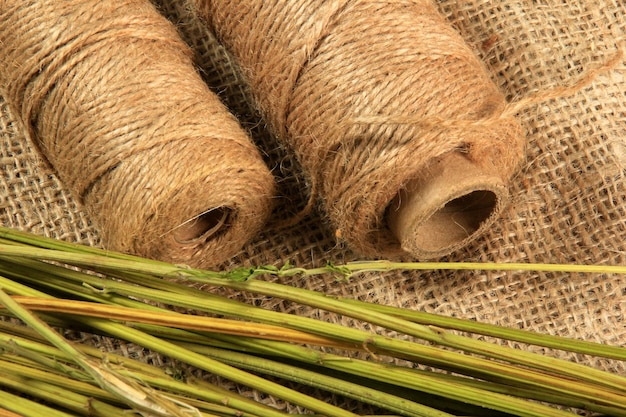 Hemp stalks on a light burlap background