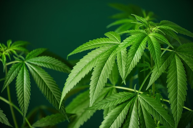 Foto hempblad achtergrond marijuana cannabis kruid behang medische cannabis sativa op groene achtergrond