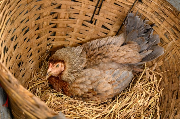 The hen are hatching on straw in livestock